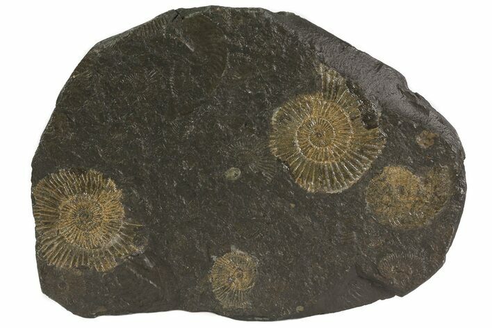 Dactylioceras Ammonite Cluster - Posidonia Shale, Germany #79302